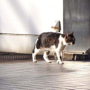 ombre walking
