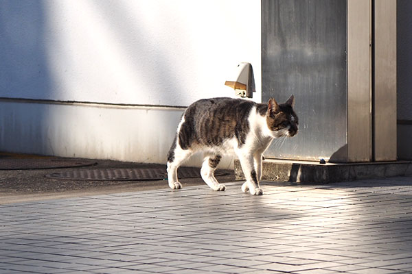 ombre walking