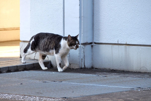 オンブレ　戻って来た