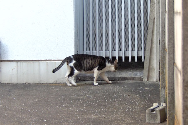 オンブレ　猫道をチョイス