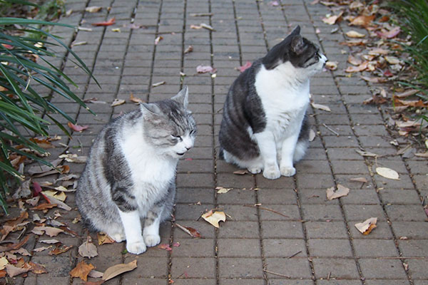 クロムとタンタル　お座り