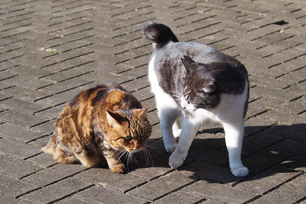 タンタルが少し引いてる