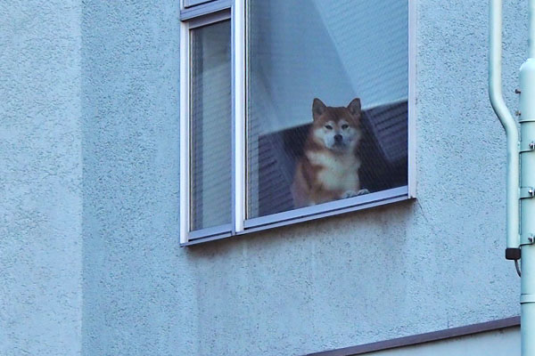 窓に柴犬さん
