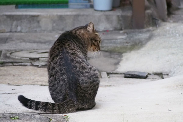 シマヲの背中