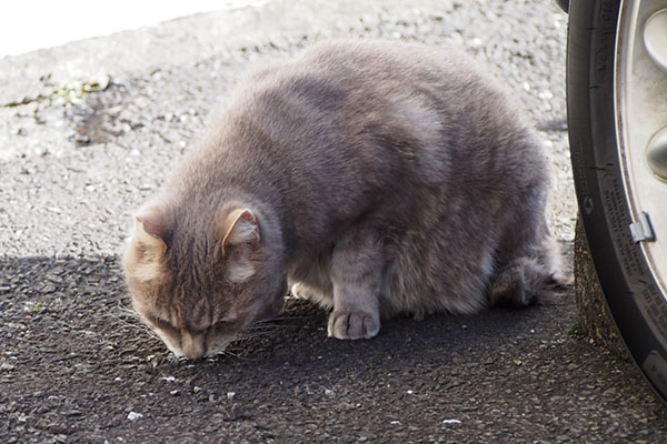 グリ　もぐもぐ