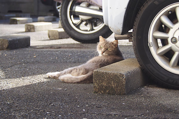 グリ　別日のころりん