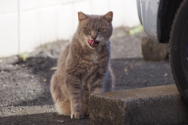 グリ　ぺろんちょ