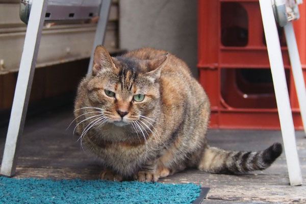 上に戻って　ちょこんと　ヴェルデ