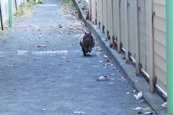 マフ　飛んでいる