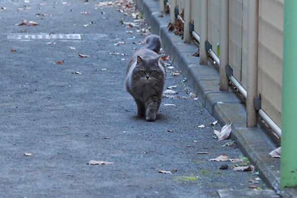 マフ　別に