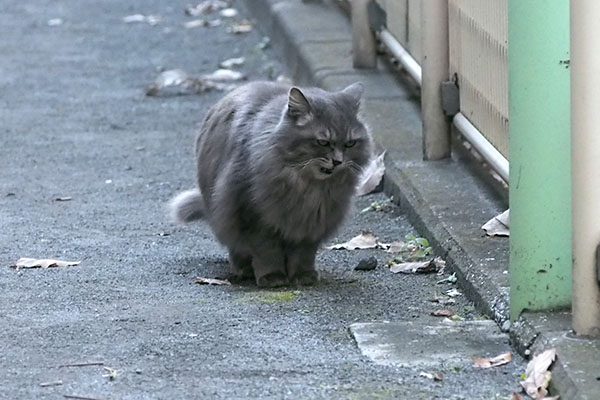 マフ　停止