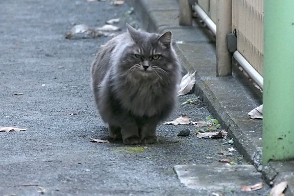 マフ　お腹減ったにゃ