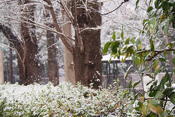 雪の様子