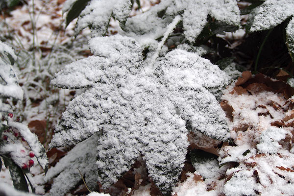 雪の様子３