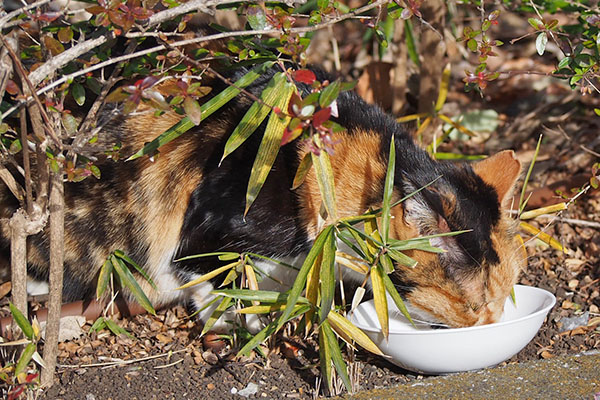 ミク　食べる