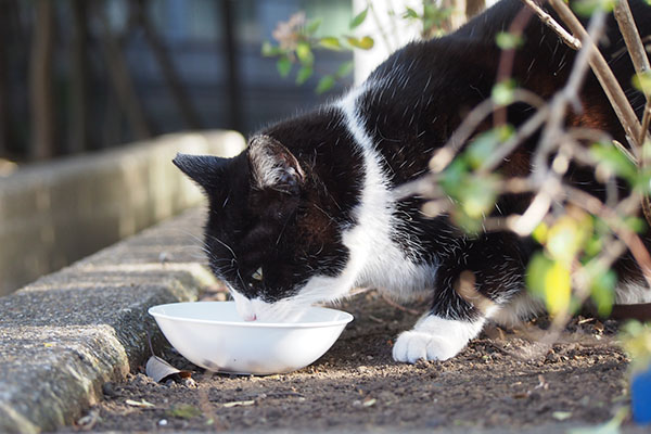 ポチ　食べる