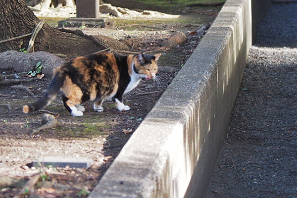 ミク　遠巻きにポチを見てる