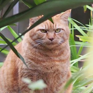 ルーカス お顔アップ