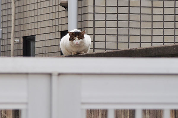 ルーフ　すぐに気づかれる