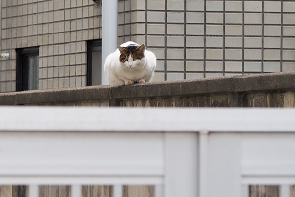 ルーフ　下が気になる