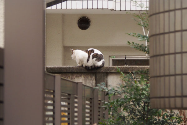 ルーフ　路地から見えた