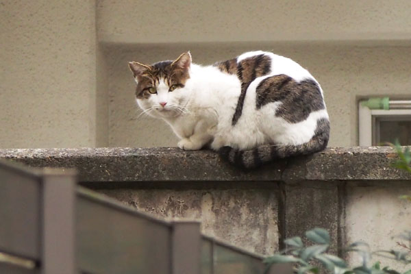 roof watching me