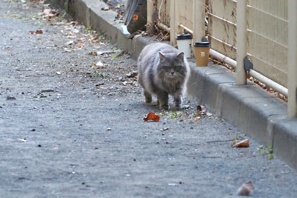 マフが来る