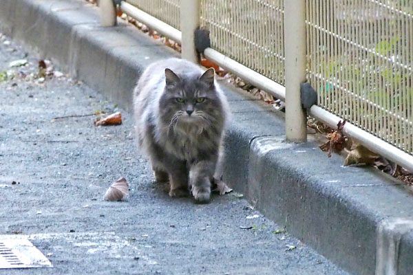 マフ　じっと見つめてくる