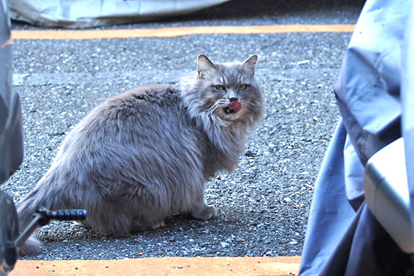 マフ　一度見てぺろん