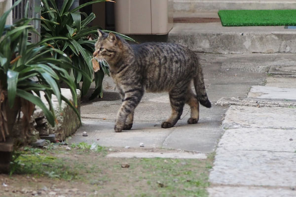 シマヲ　じっくり確認