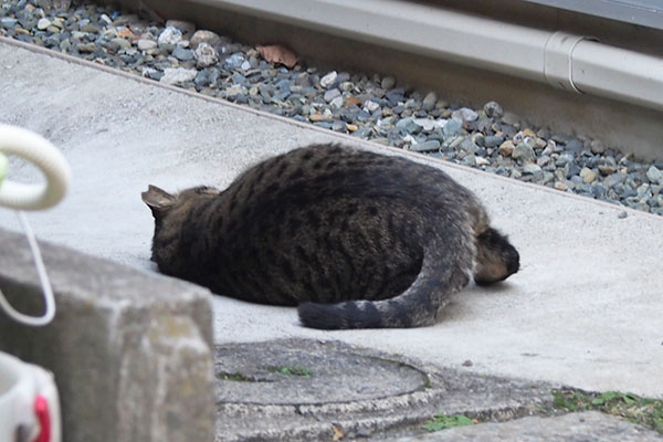 シマヲ　転がる