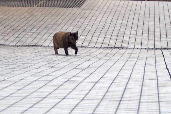 ロミ　遠くから