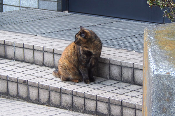 ロミ　階段で様子見