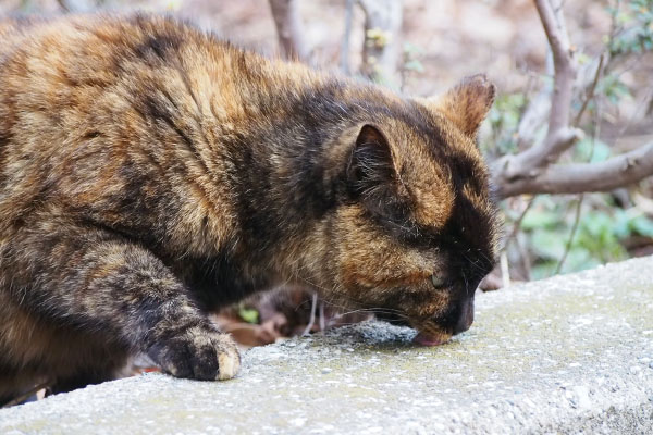 ロミ　ほぼ完食