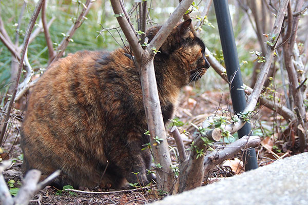 romi in the bush