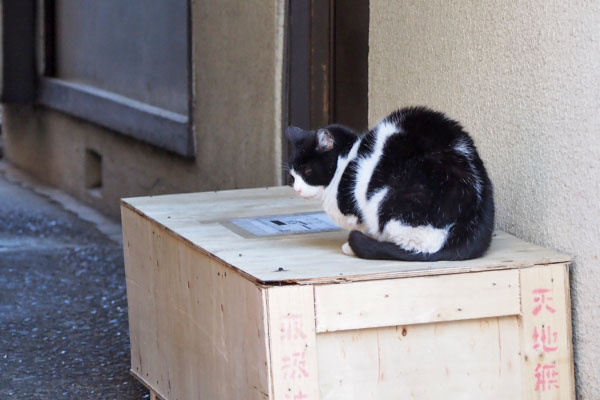 ニコル　気付いてはいる