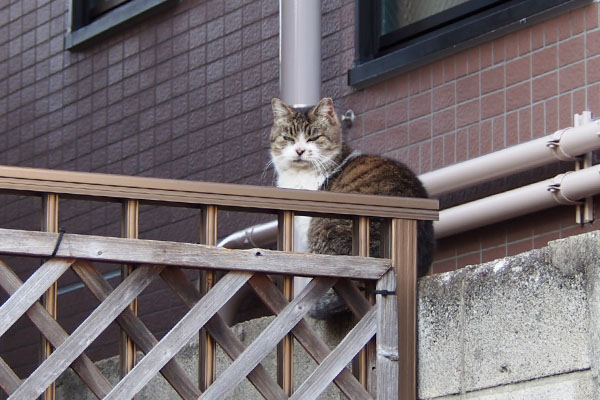 もも　厳しい顔で塀の上