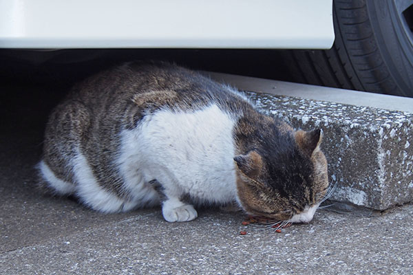 レオ太　カリカリ食べる２