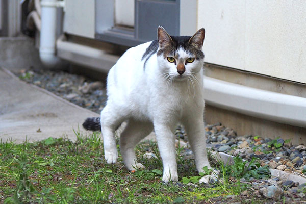 しろまる　呆然と