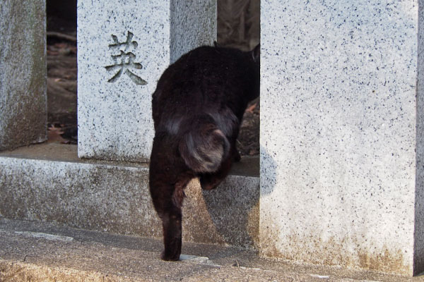 ココ　なぜか一旦退避