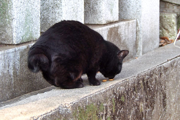 ココ　カリカリ食べる