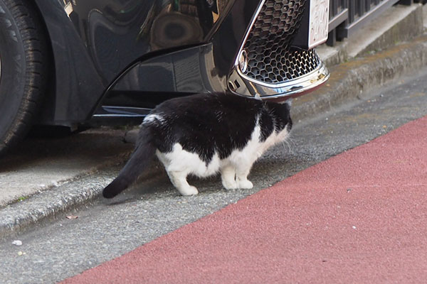 スズ　遠くを見てる