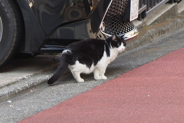 スズ　何かを感じた