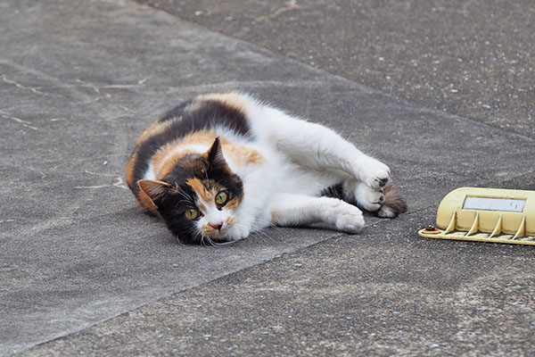 れもん　こっち見る