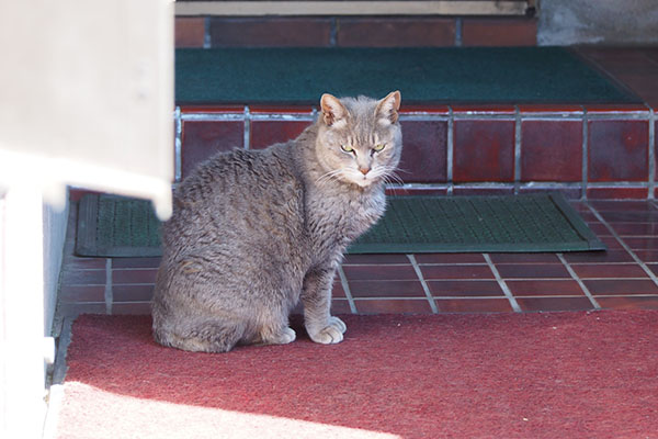 シピ　睨む