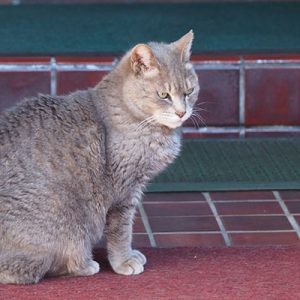 cipi sitting posture