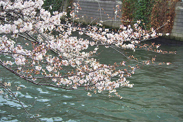 river sakura