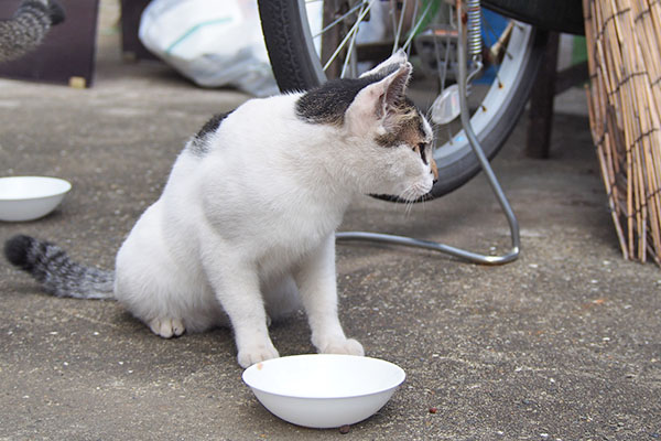 しろまる　リンクスは何をしてるにゃ