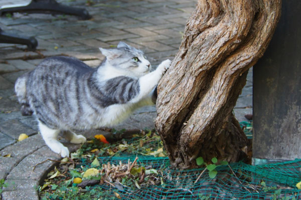 chrom scratching tree