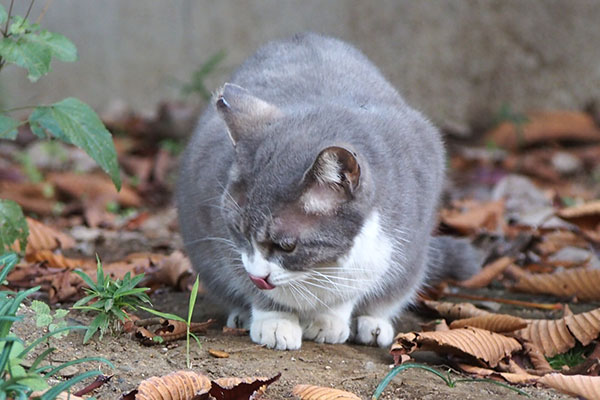 レックス　食べましたぞ